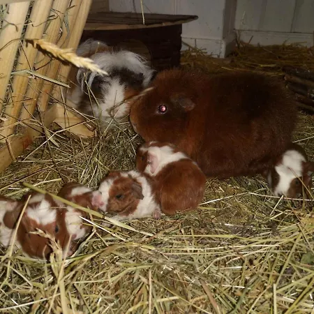 Reeshof 公寓 Horben