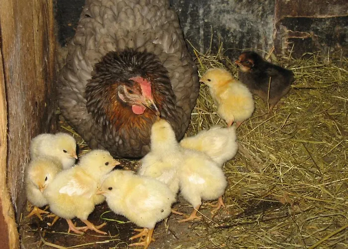 Appartement Reeshof Horben