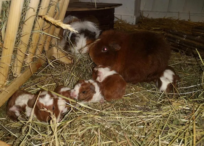 Reeshof Appartement Horben